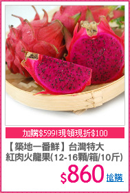 【築地一番鮮】台灣特大
紅肉火龍果(12-16顆/箱/10斤)
