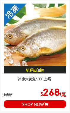冷凍大黃魚500G上/尾