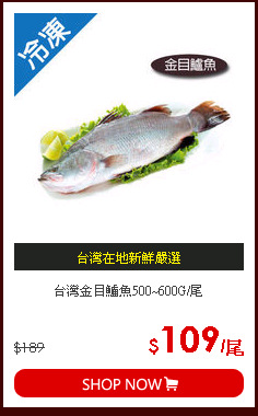 台灣金目鱸魚500~600G/尾